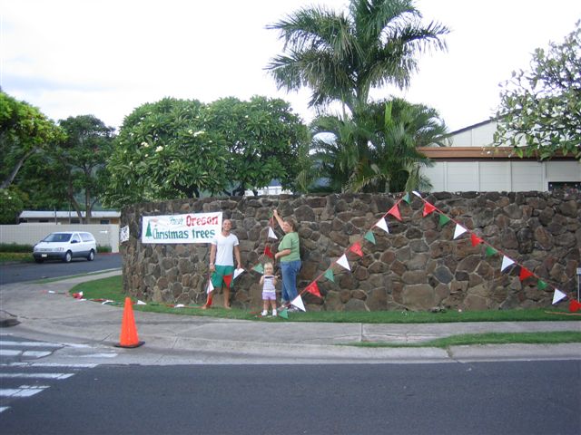 Hawaii Christmas trees